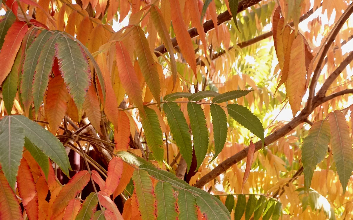 Какой будет осень в Казахстане - "Казгидромет" дал прогноз