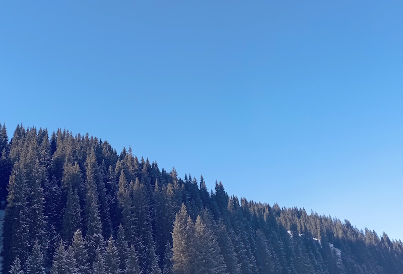 Увеличение лесных массивов должно стать по-настоящему народной идеей - глава государства