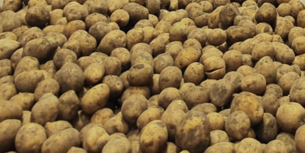 Из России в Казахстан пытались незаконно ввезти более 170 тонн картофеля