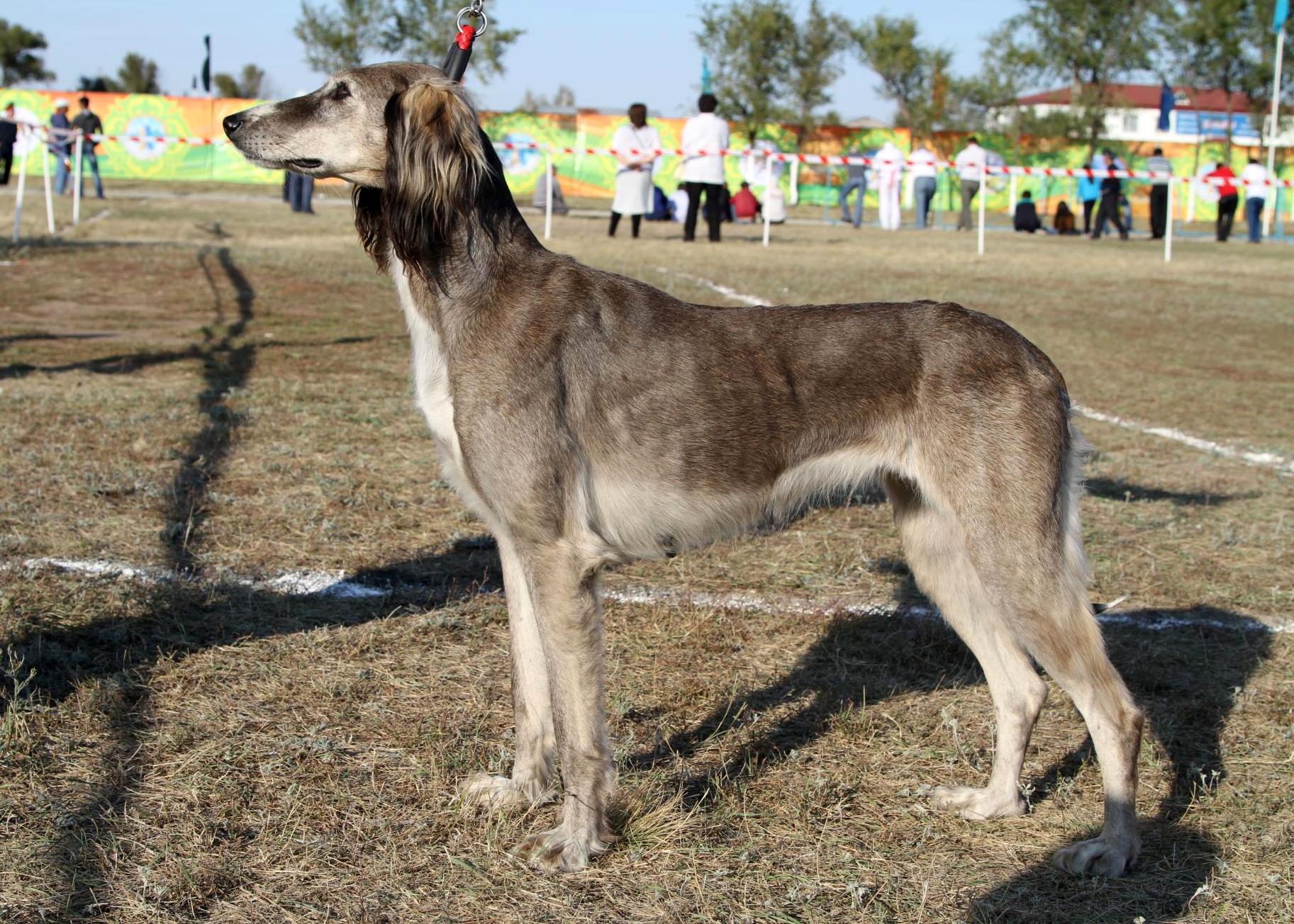 В Казахстане у собак породы тазы и тобет появится собственный праздник