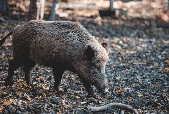 В ВКО охотник незаконно застрелил дикого кабана