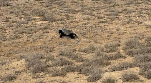 В Устюртском заповеднике в фотоловушку попал редкий медоед