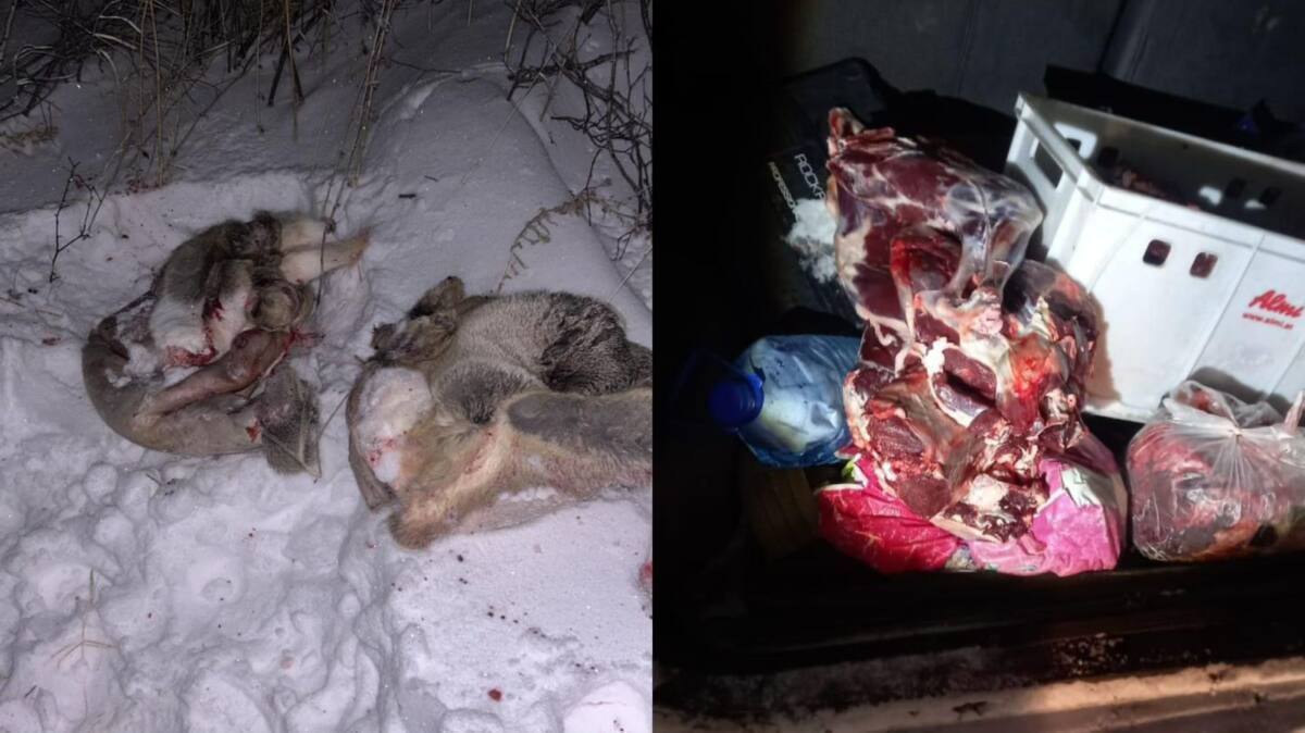 Браконьеров задержали полицейские в Акмолинской области