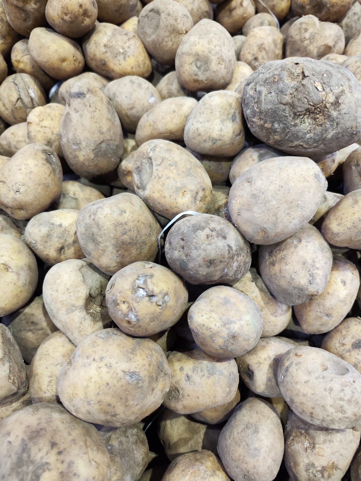 Вреден ли картофель и есть ли в нем польза