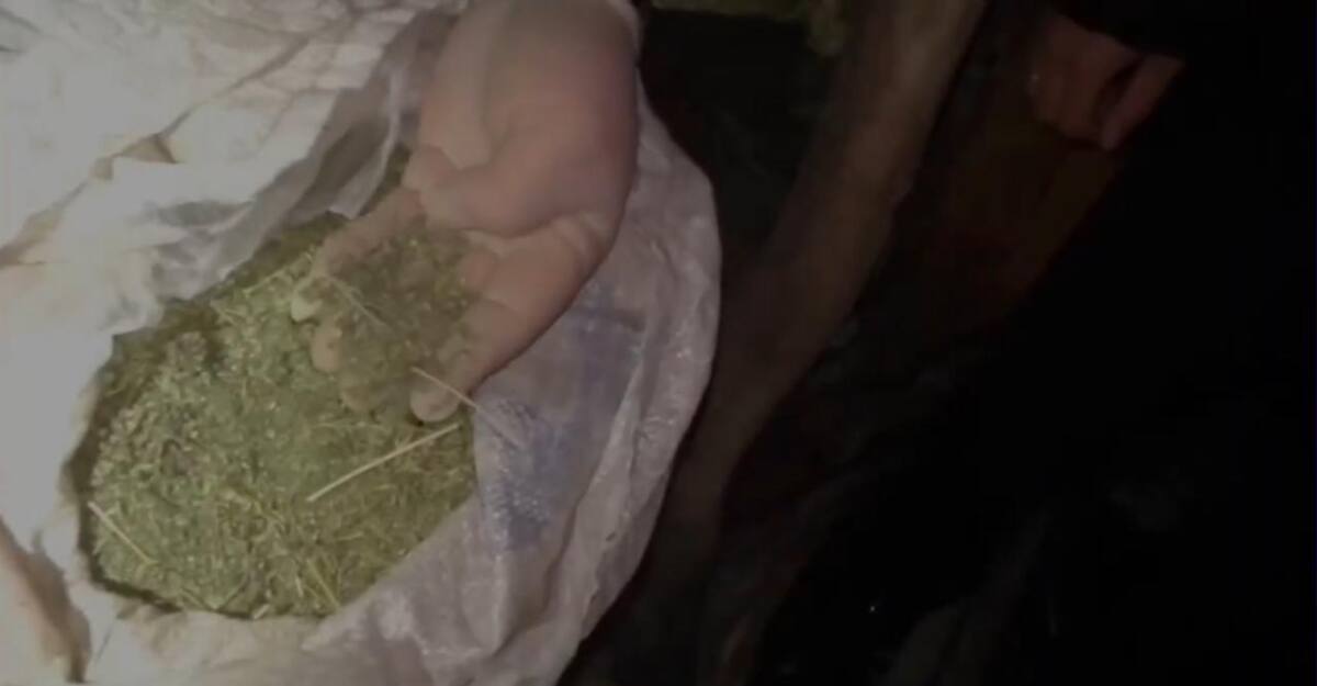 В Таразе ликвидировали фитолабораторию по выращиванию индийской марихуаны