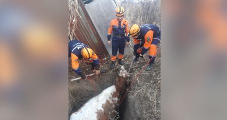 В Кызылординской области спасли корову, которая упала в яму