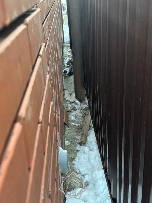 Собаку, застрявшую между гаражом и забором, спасли в Актобе