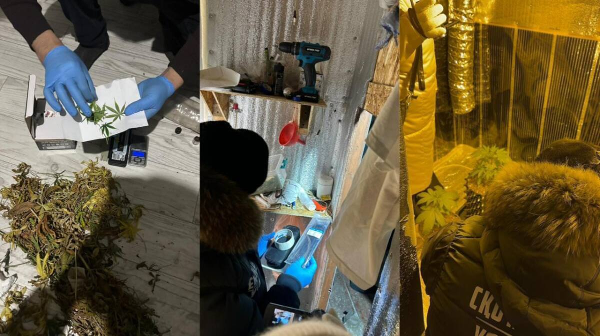 В СКО за 10 дней выявили пять фитолабораторий с марихуаной