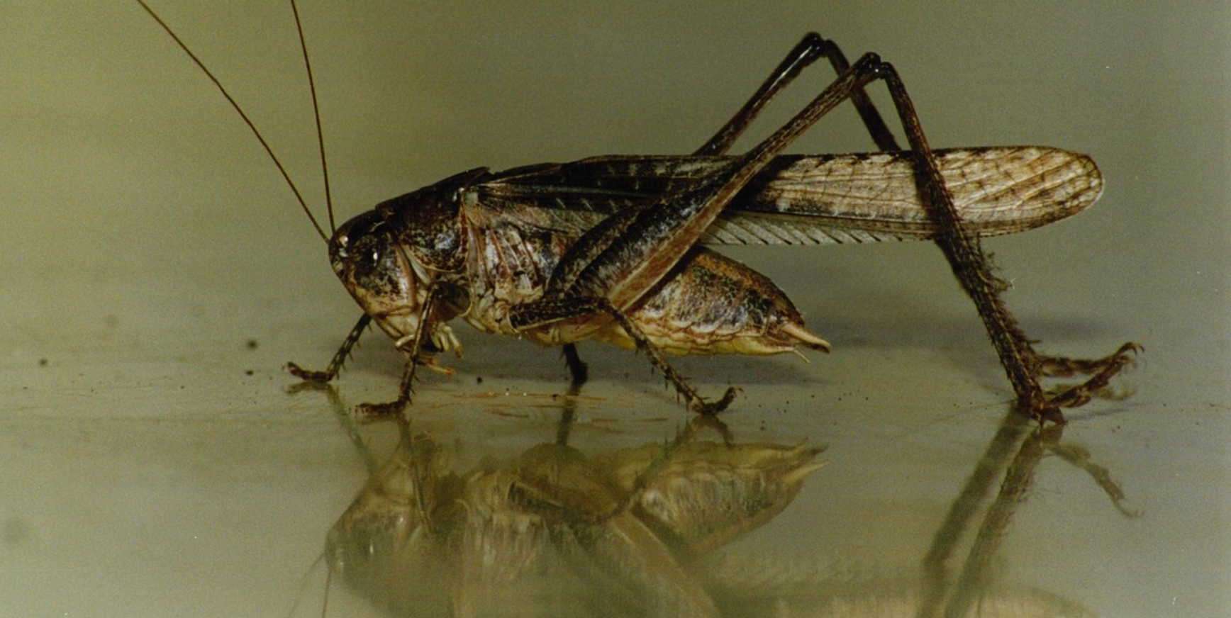 В Казахстане выделили семь млрд тенге на борьбу с саранчой