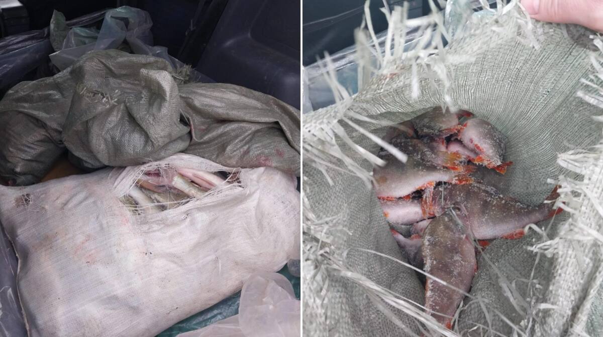 В Акмолинской области пресекли незаконную перевозку 70 кг рыбы