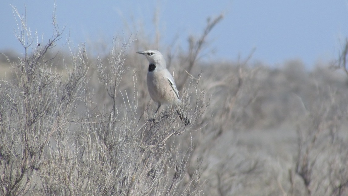 Редкая илийская саксаульная сойка попала в объектив камеры в Алматинской области