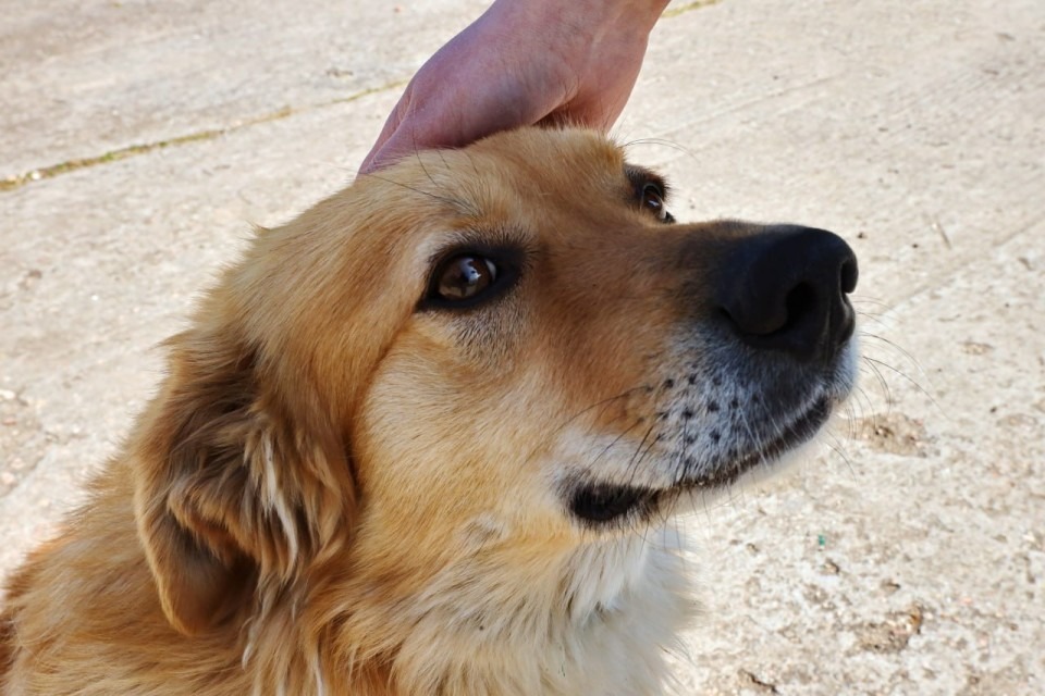 Можно ли перевозить собаку в общественном транспорте Алматы