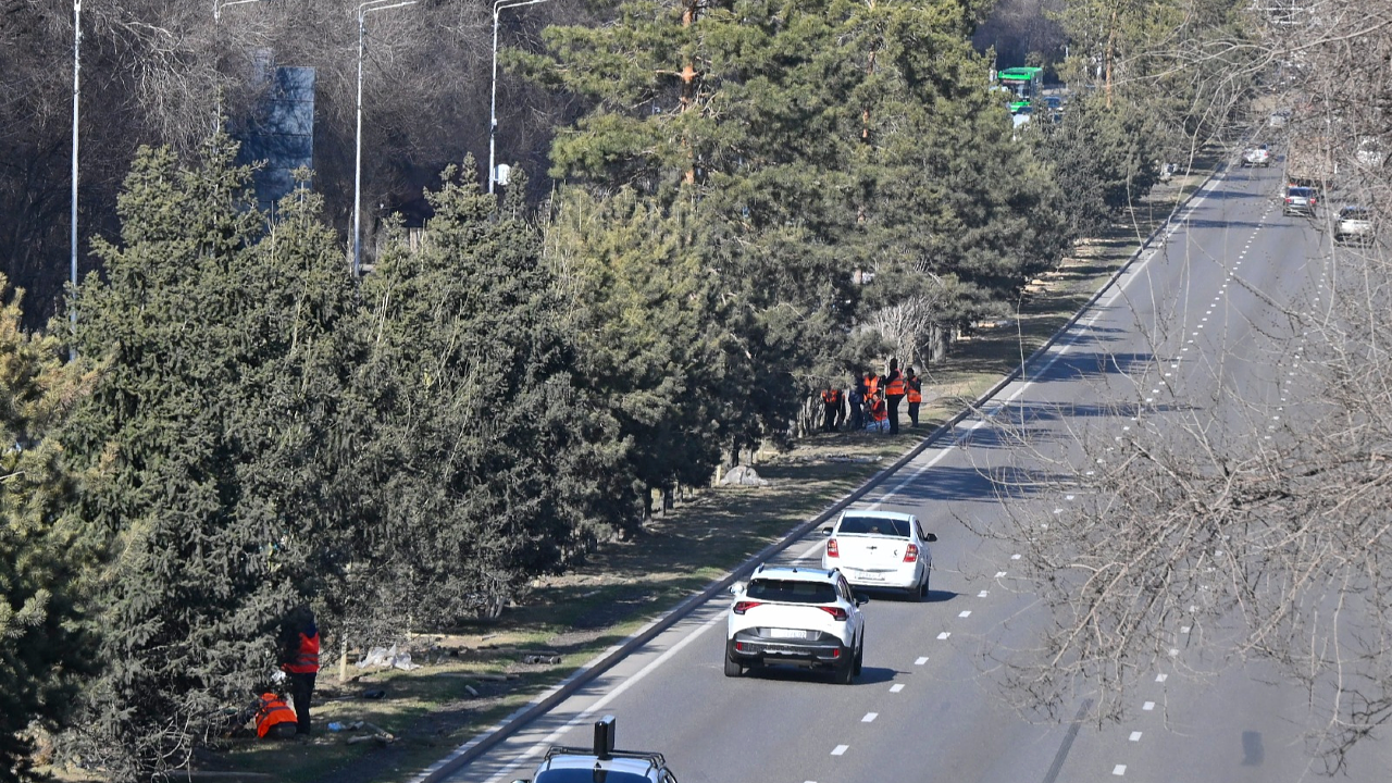 Около 300 деревьев высадили по проспекту Аль-Фараби в Алматы