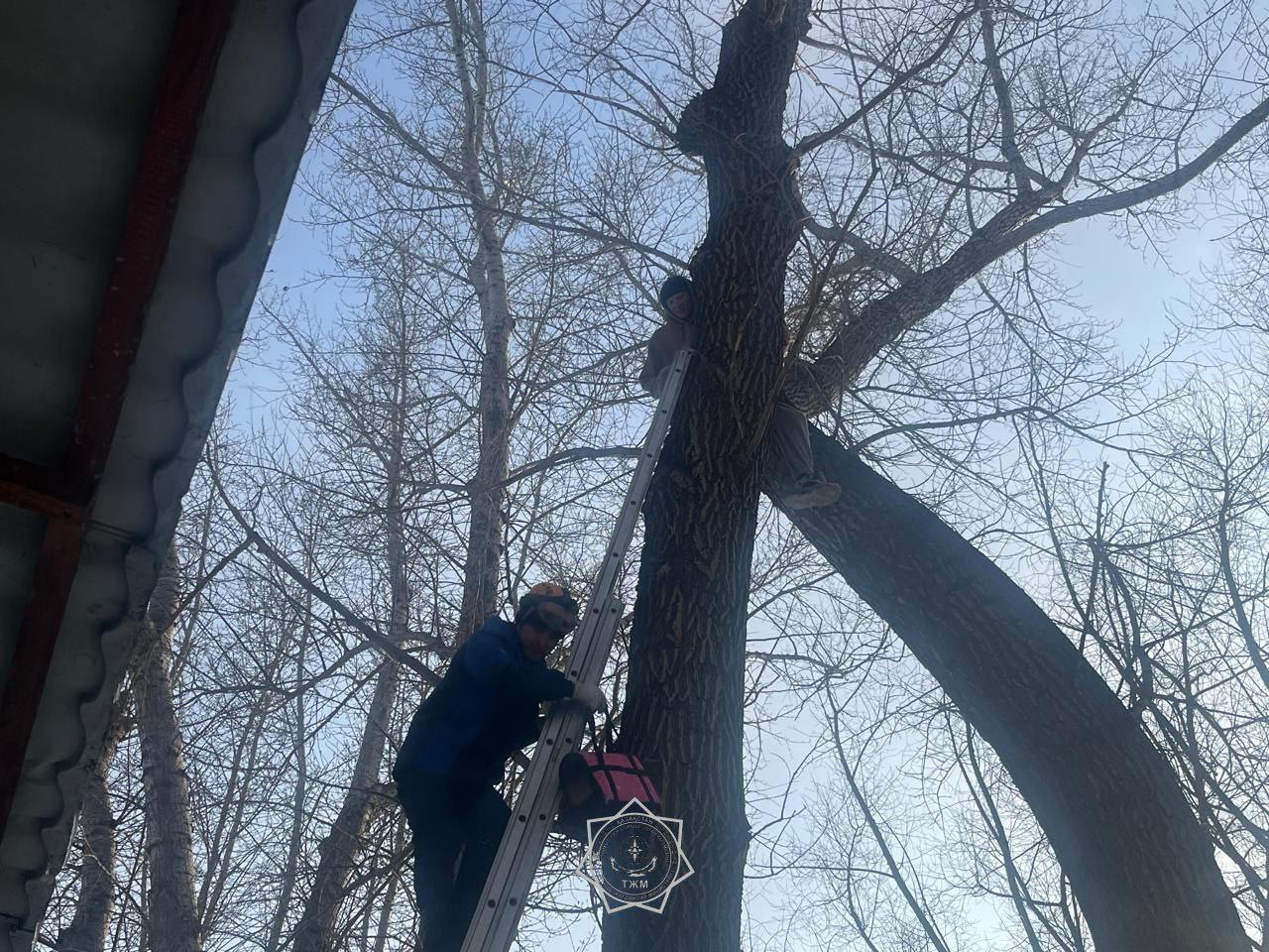 Спасать любителя животных пришлось сотрудникам МЧС в Павлодаре