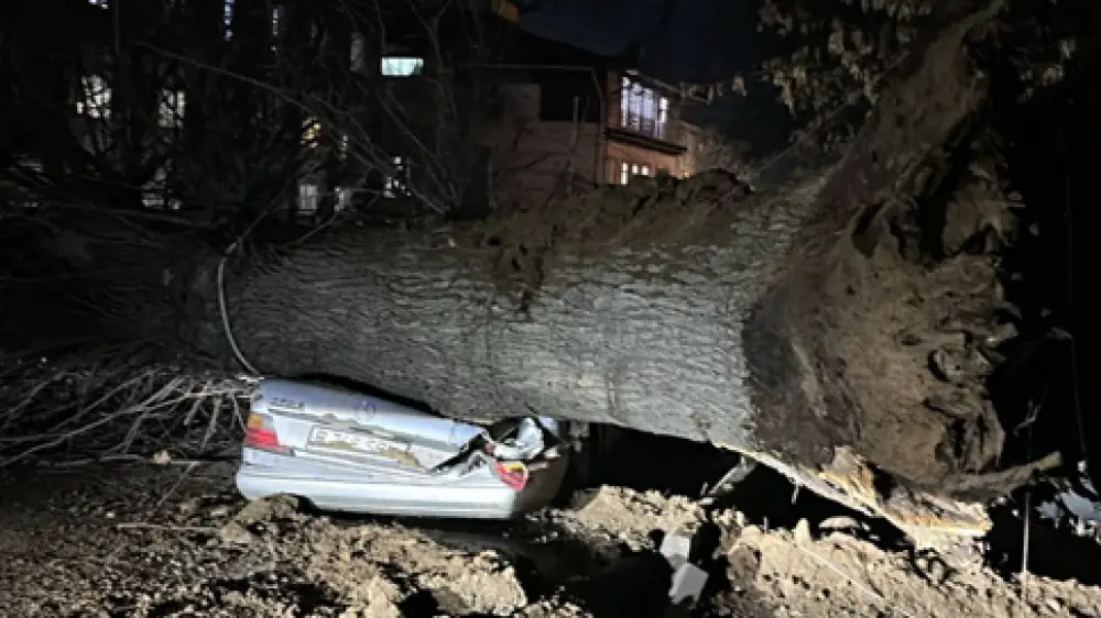 В Алматы дерево рухнуло на припаркованный автомобиль