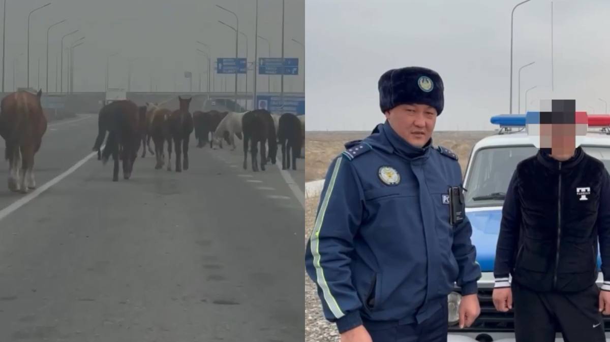 В Жамбылской области из-за бродячего скота случилось 30 ДТП