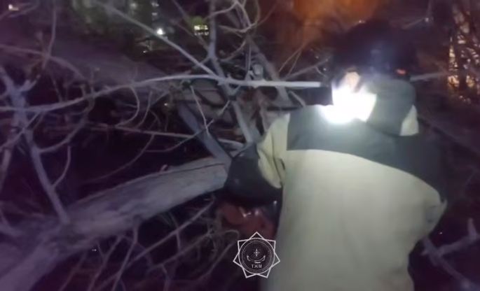 В Карагандинской области на два припаркованных автомобиля упало дерево