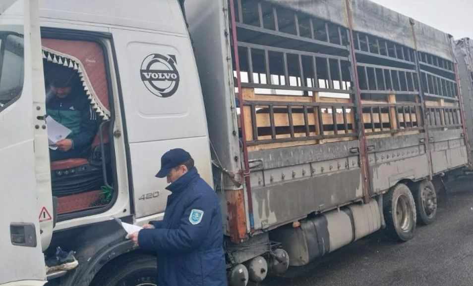 На казахстанской границе была задержана партия скота, перевозимая без необходимых ветеринарных документов