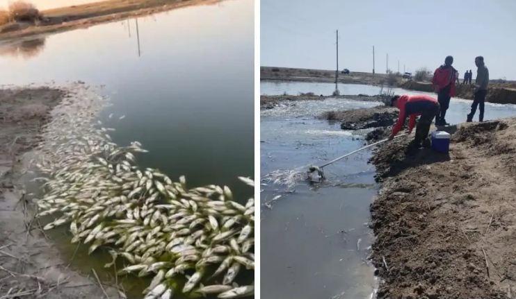 Массовая гибель рыбы произошла в Актюбинской области