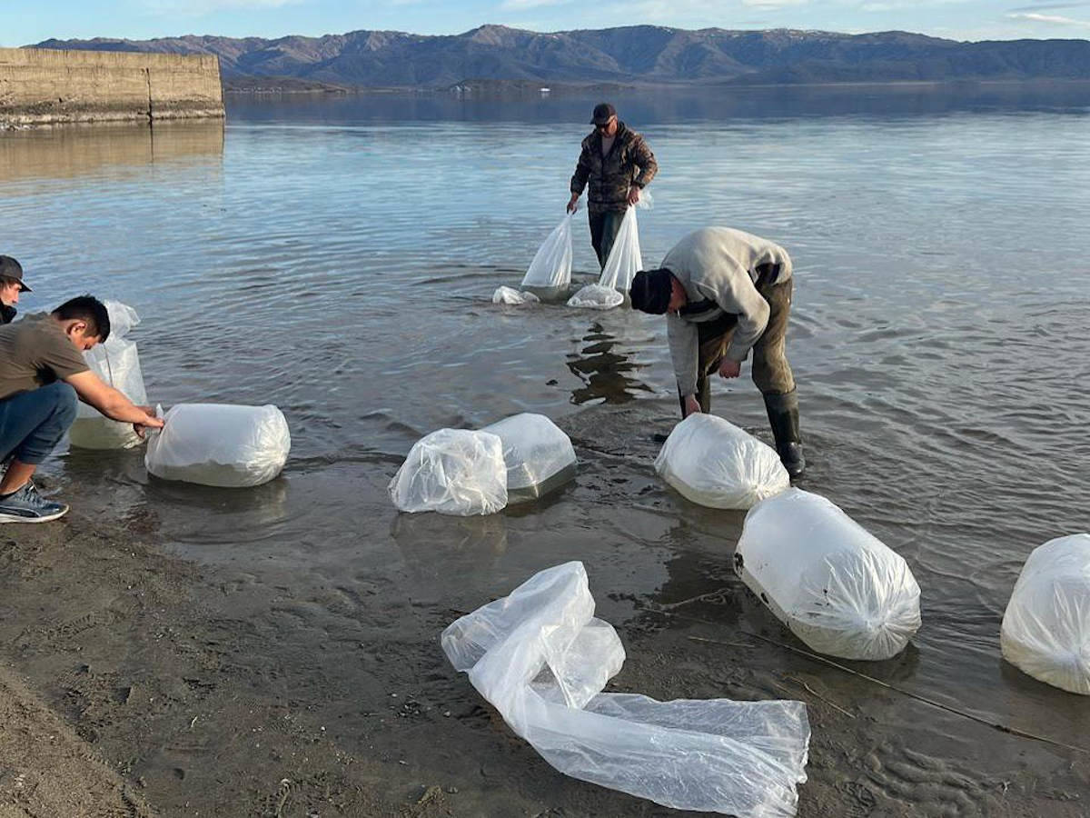 Зарыбление Бухтарминского водохранилища провели в ВКО
