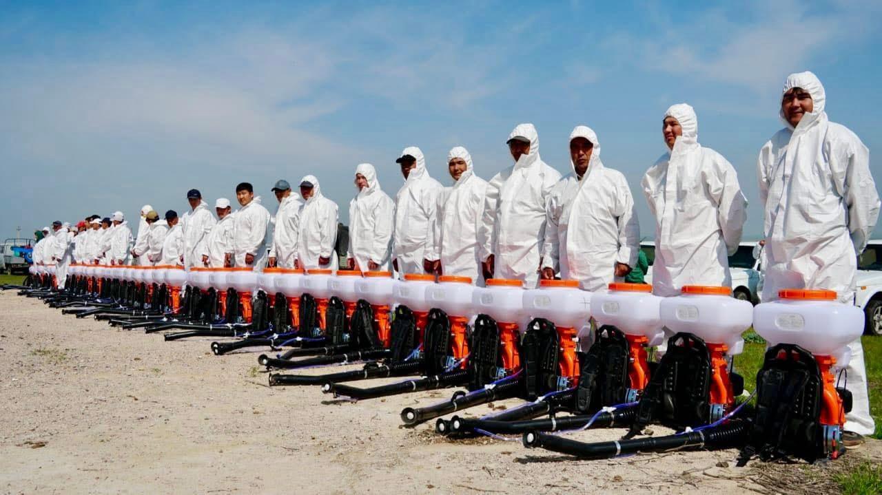 В Туркестанской и Жамбылской областях против саранчовых обработано почти 200 тыс. га