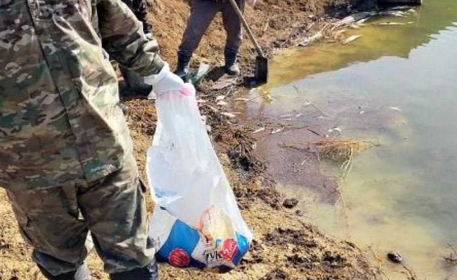 Массовая гибель рыбы произошла в Костанайской области