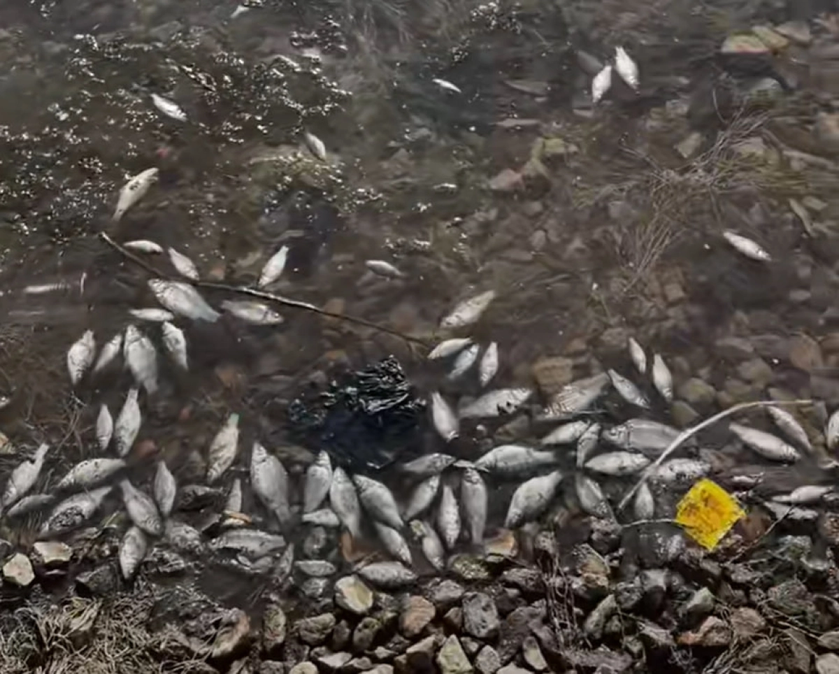 Мертвая рыба в Ботаническом саду ужаснула астанчан