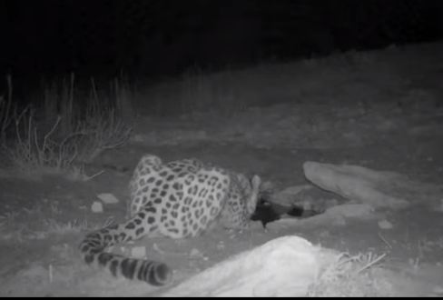 В Устюртском заповеднике в фотоловушку попал переднеазиатский леопард