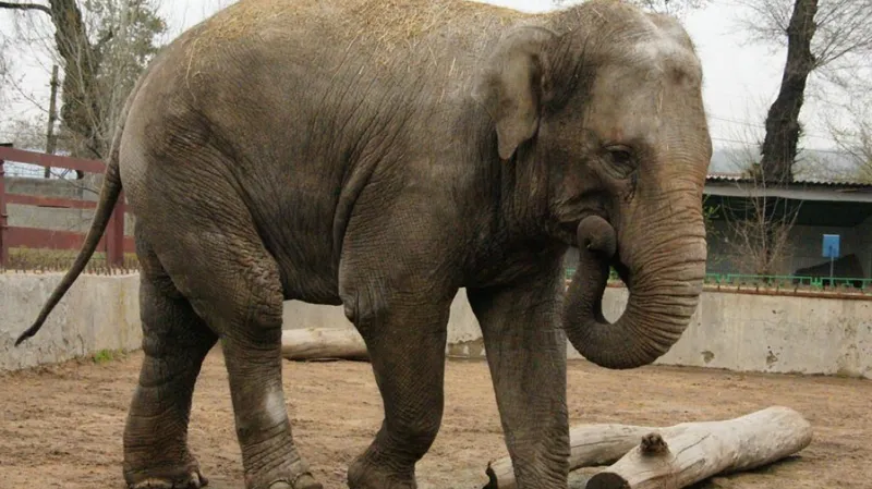 О бедственной ситуации со слонами заявили в зоопарке Алматы