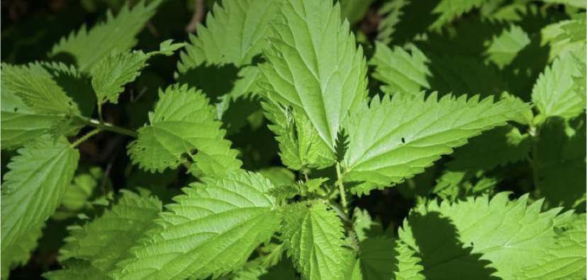 В Алматы изъяли крупную партию марихуаны