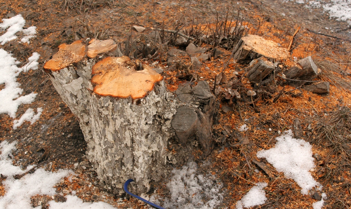 Незаконную обрезку деревьев расследуют в области Улытау