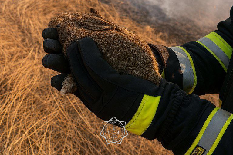 Не уничтожать зайчат попросили казахстанцев