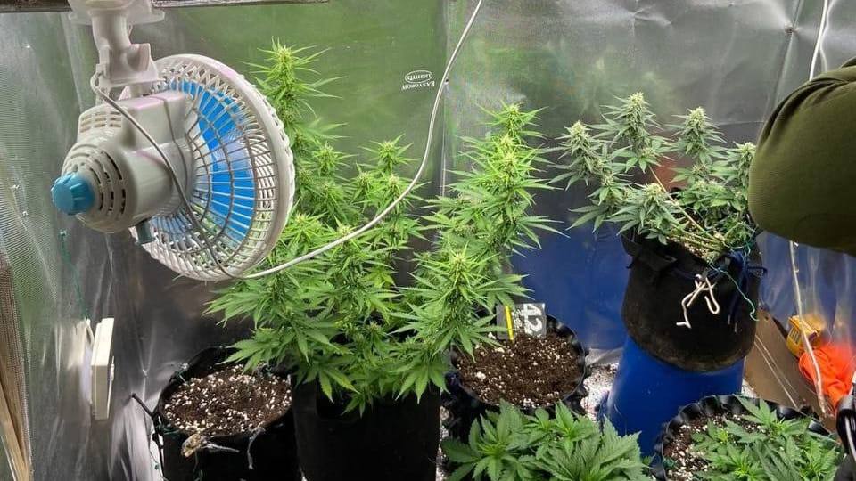 В Акмолинской области осудили организатора фитолаборатории