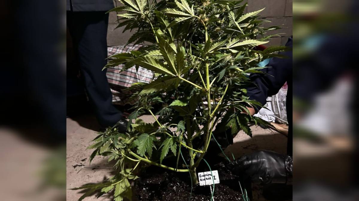 В пристоличном районе полиция ликвидировала плантацию марихуаны