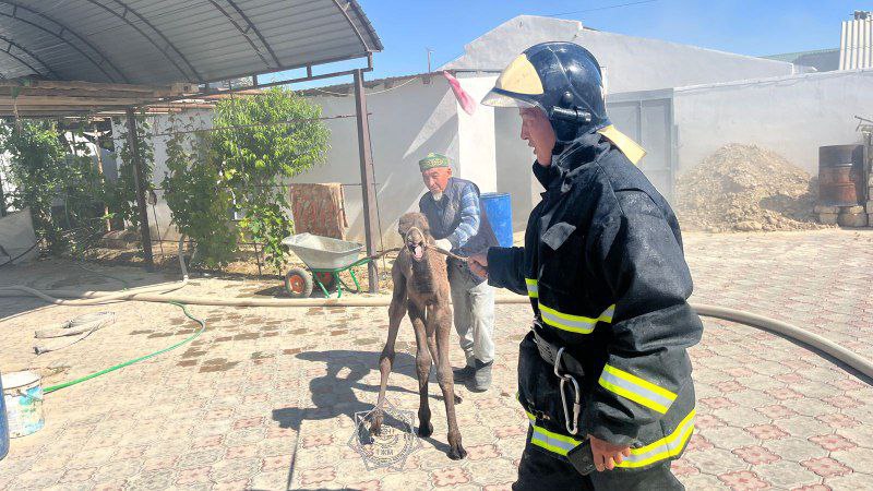 В Мангистауской области на территории частного дома произошло загорание хозпостройки