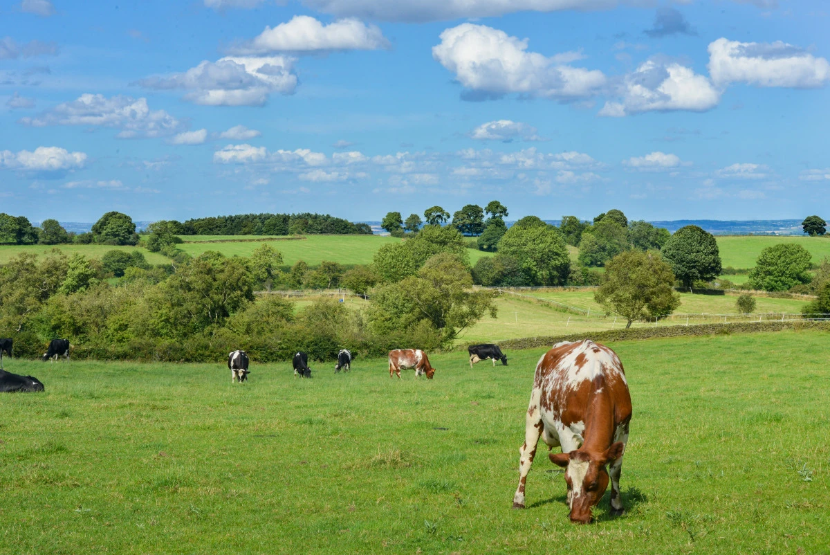 64 коровы бросили возле границы Казахстана