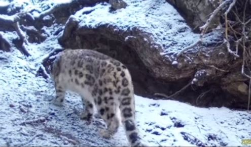 На “Кольсайских озерах“ в фотоловушку попал снежный барс