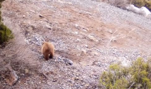 В Туркестанской области в фотоловушку попали Тянь-Шаньские бурые медведи