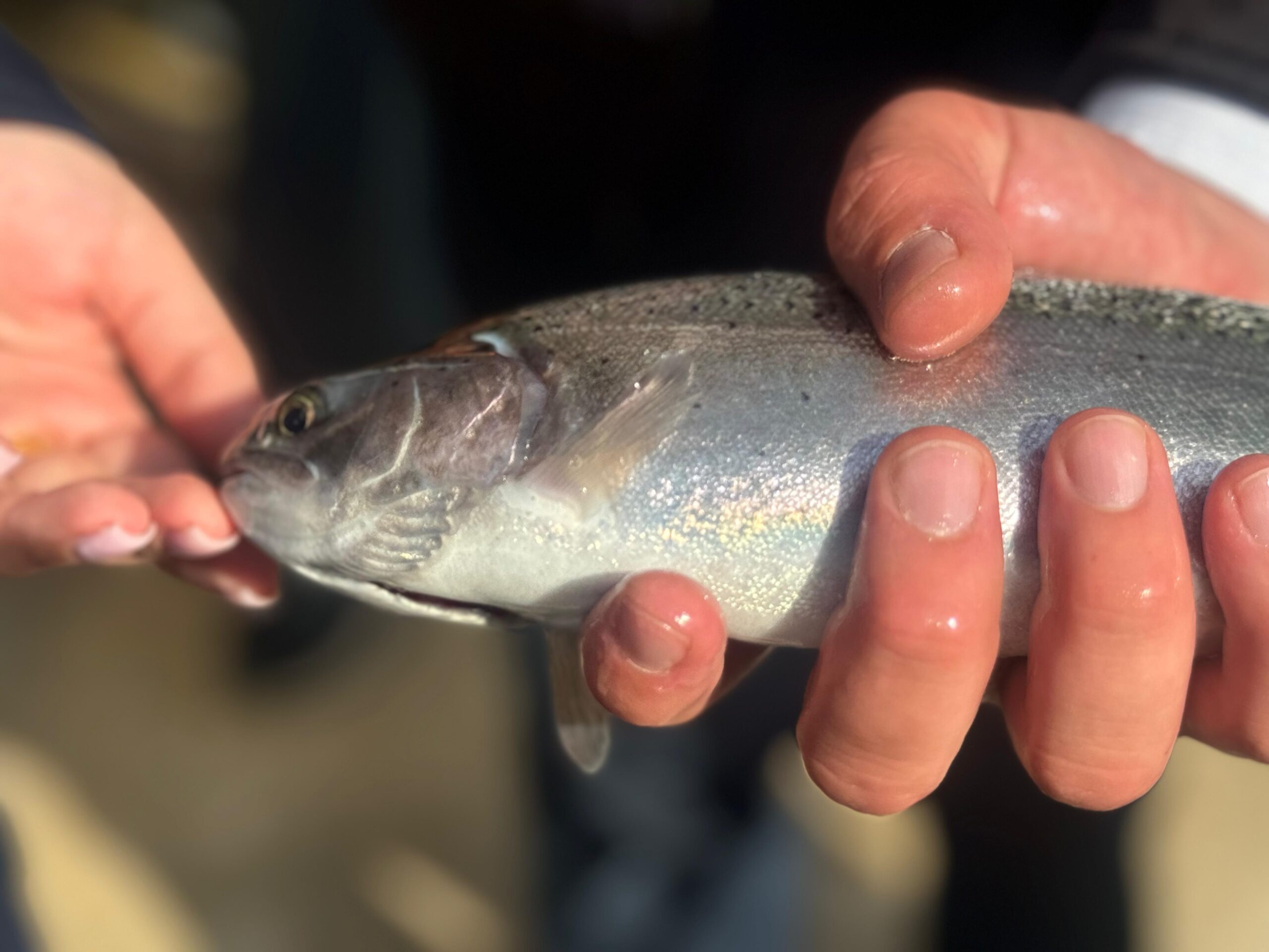 Более 300 килограммов рыбы незаконно купил житель Жамбылской области