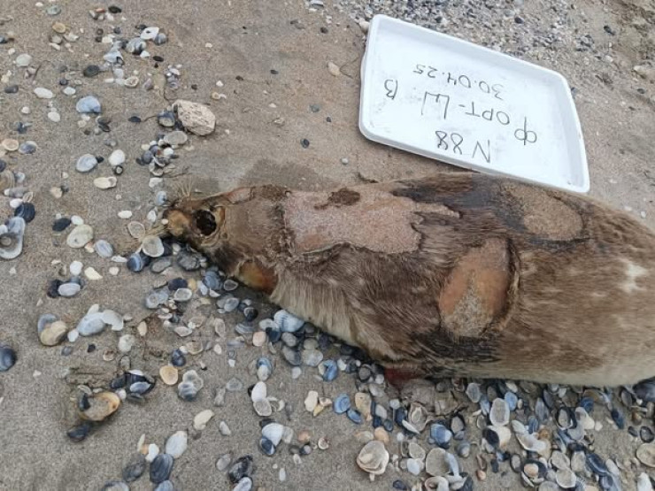 Мёртвых тюленей снова нашли на берегу Каспия