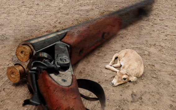 Отстрел сайгаков обернулся тюремным сроком для жителей области Улытау