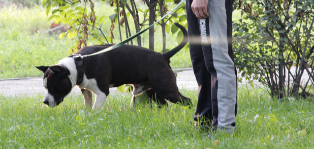 Мурзики и Тузики теперь в eGov: как найти паспорт питомца в приложении?