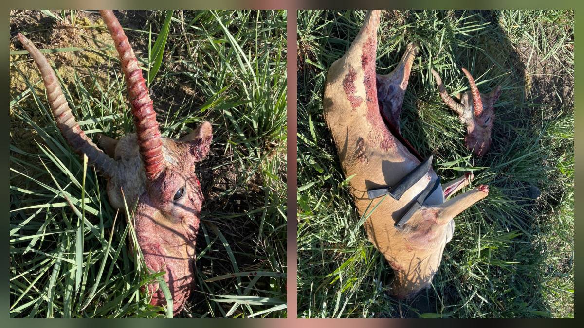 Браконьерство на сайгака пресекла полиция