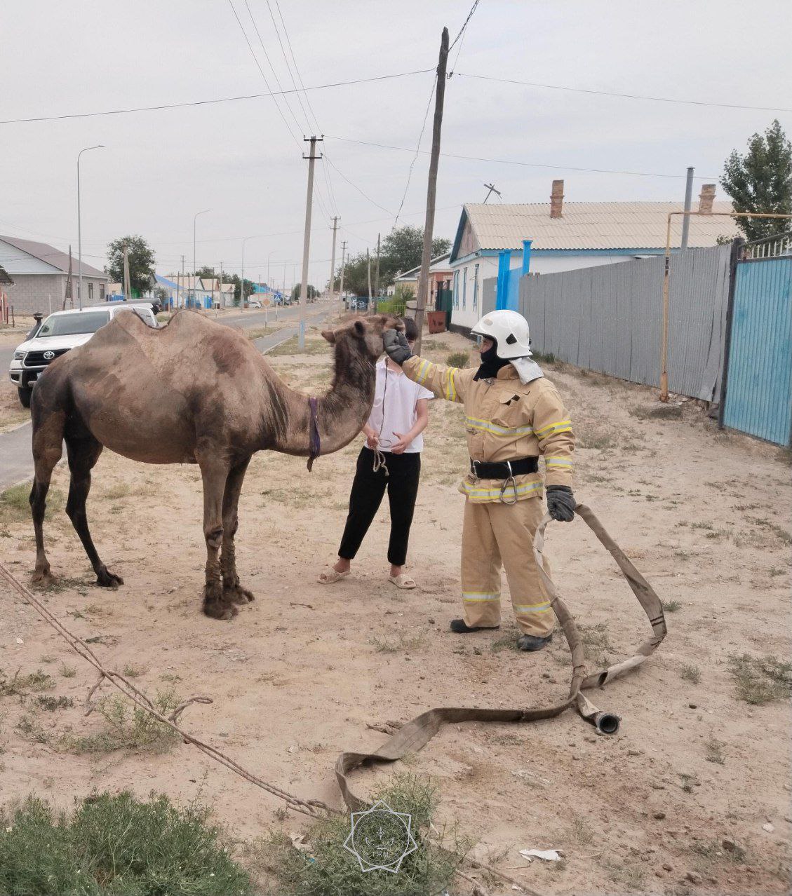 Верблюд провалился в яму в Кызылординской области