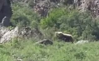 В нацпарке “Кольсайские озера“ в фотоловушку попались снежный барс и медведь