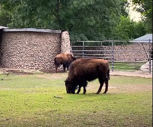 В зоопарке Алматы появились бизоны