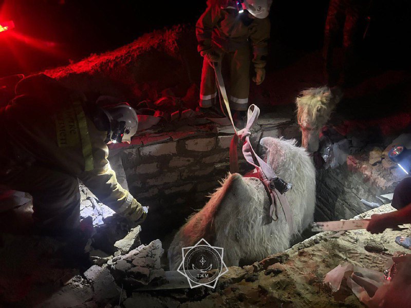 В Кызылординской области верблюд упал в септик