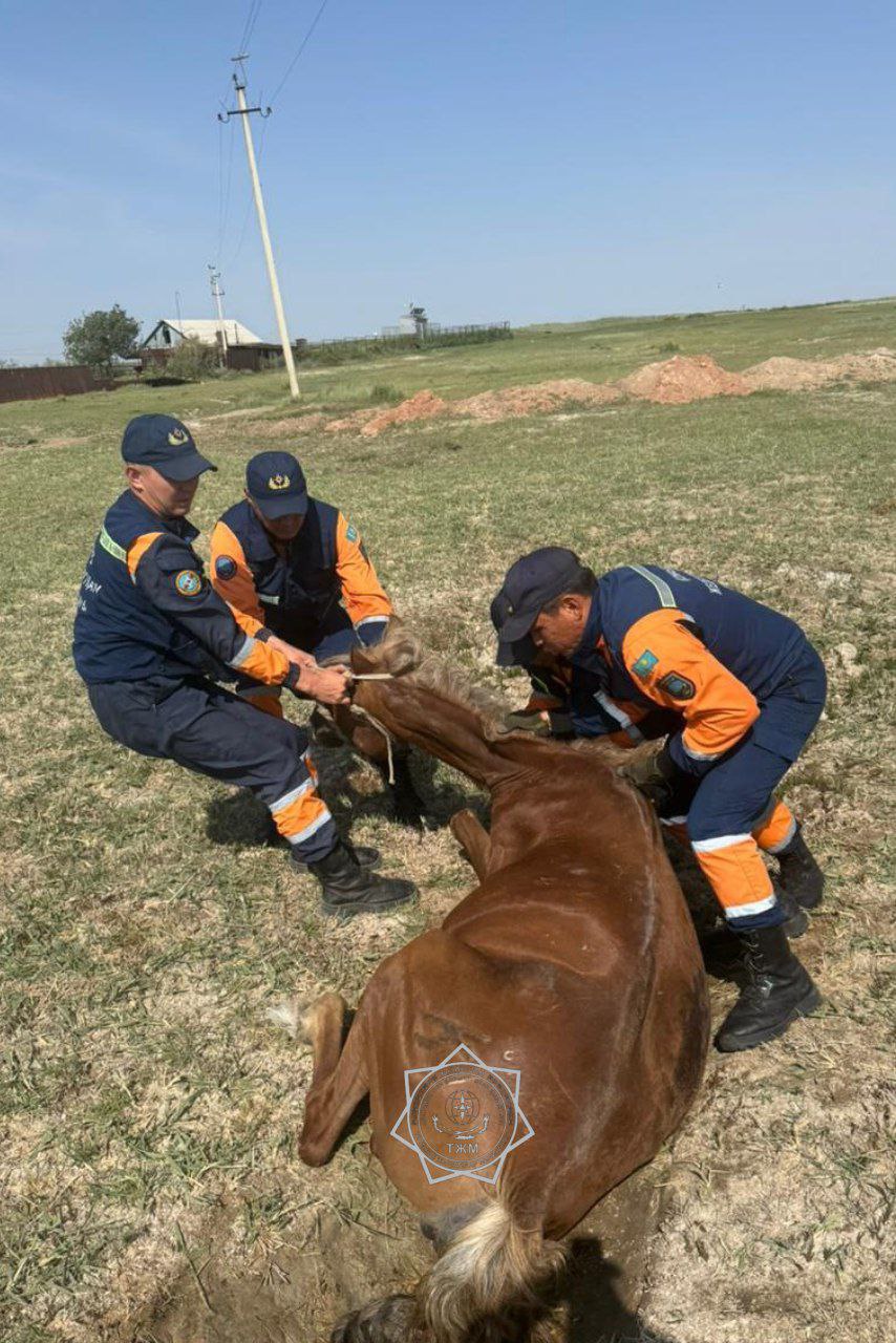 В Алматинской области из арычной ямы вытащили лошадь