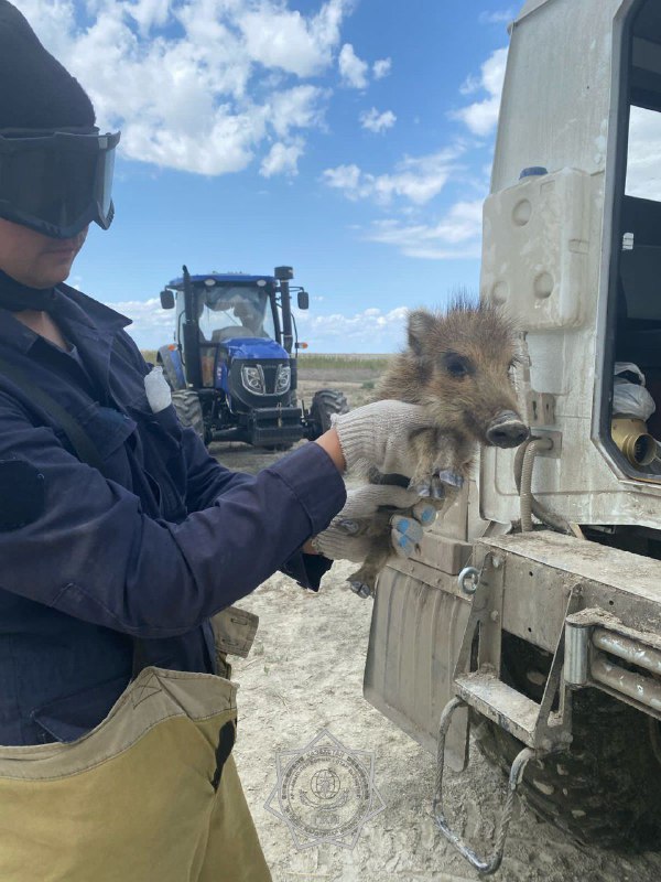 В Атырау во время пожара огнеборцы спасли детёныша дикого кабана