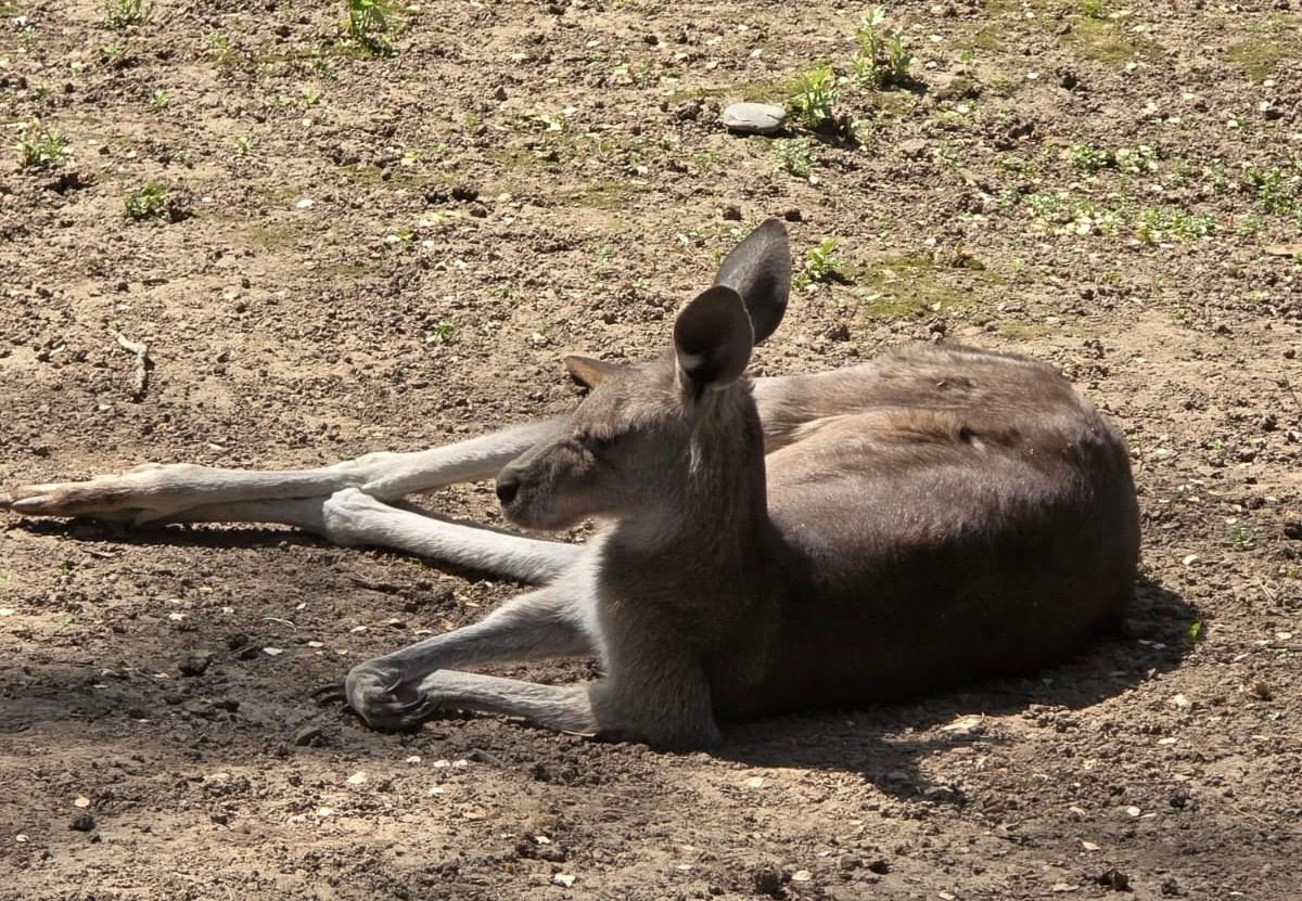 «Ни живые, ни мертвые»: зоопарк Алматы обвинили в жестоком обращении